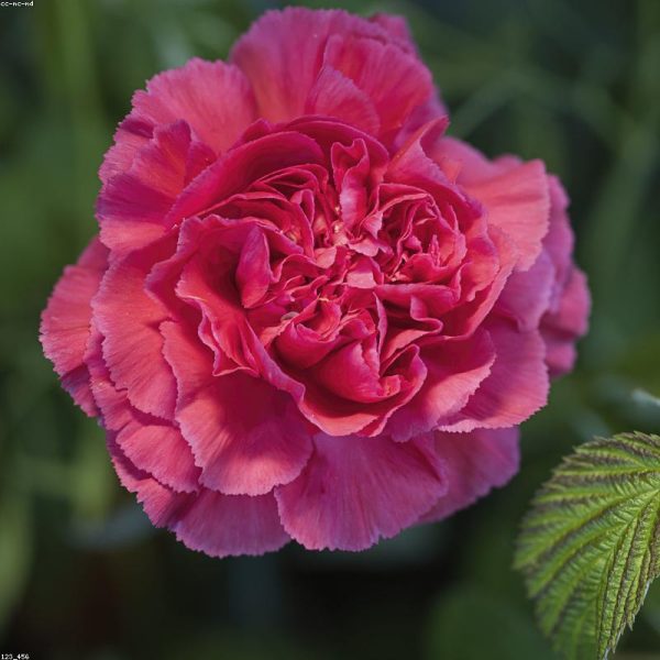 Flores y plantas